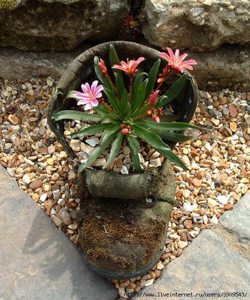 shoes-container-garden5-4[1] (500x600, 262Kb)