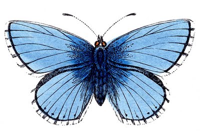butterflies blue clip art--graphicsfairy007a (400x263, 29Kb)