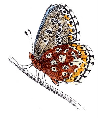 butterflies blue clip art--graphicsfairy007c (333x400, 41Kb)