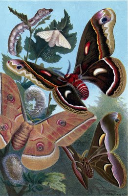 moths graphicsfairy002sm (262x400, 39Kb)