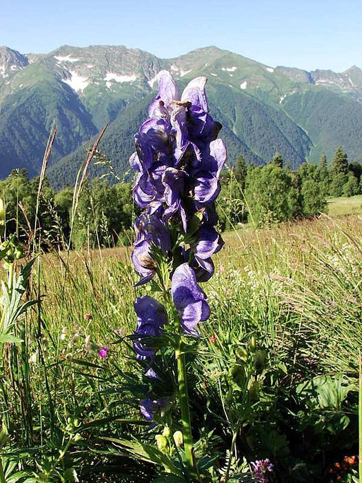 Aconitum nasutum     /4316166_Akonitym1 (525x700, 124Kb)