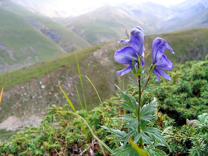 Aconitum cymbulatum (Schmalh.) Lipsky.    (   30 ). , . ,  . -,  2000  ...  2008 .    /4316166_akonitym_21 (700x525, 203Kb)