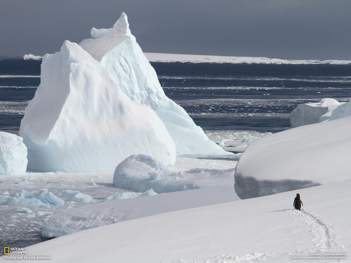 3869930_NationalGeographic62 (700x525, 124Kb)