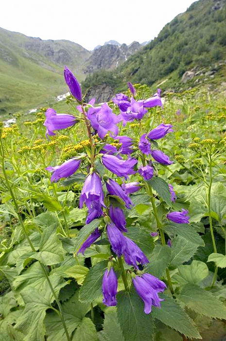 Campanula latifolia L.   . ,  .  (2350  ...). 21  2008 .   /4316166_kolokolchik1 (465x700, 297Kb)