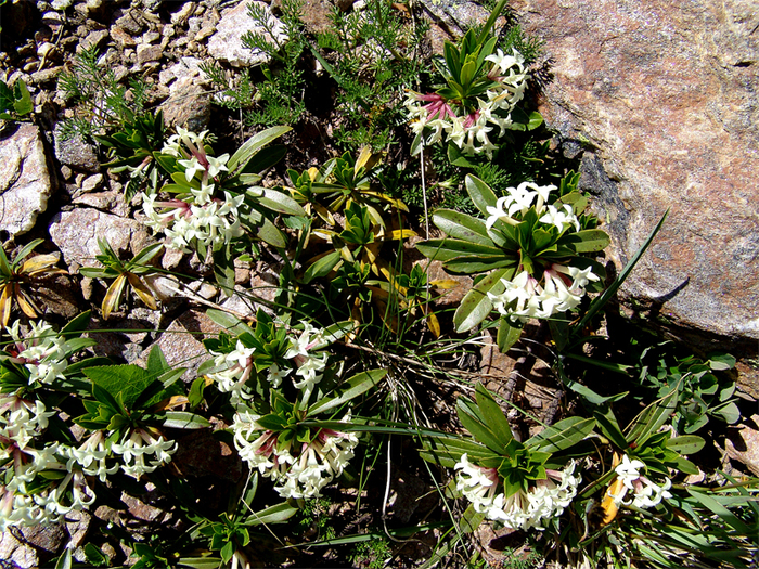 Daphne glomerata Lam.  .  , -,  . , . . 12.07.2006.  /4316166_volcheyagodnik (700x525, 672Kb)