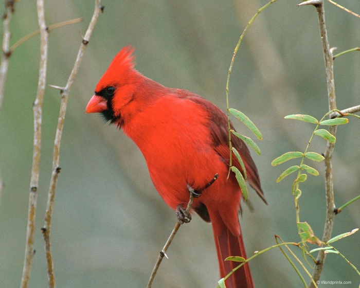 cardinal1 (700x560, 274Kb)