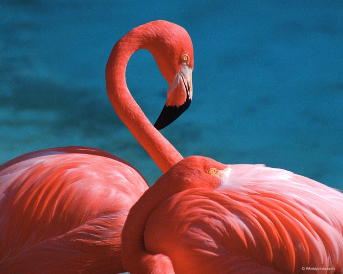 flamingo3 (700x560, 277Kb)