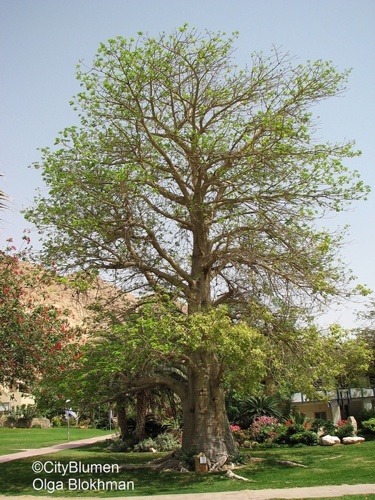 Adansonia digitata1105_4206 (525x700, 399Kb)