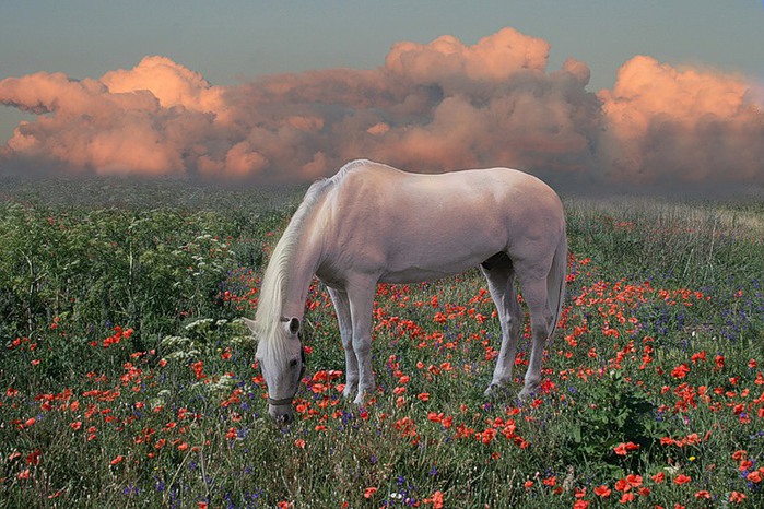 0_9bea5_92eecfd0_XL (700x466, 136Kb)
