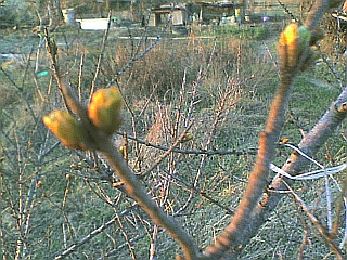 DSC00121 (320x240, 93Kb)