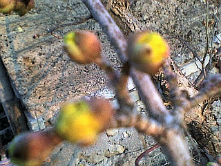 DSC00124 (320x240, 88Kb)