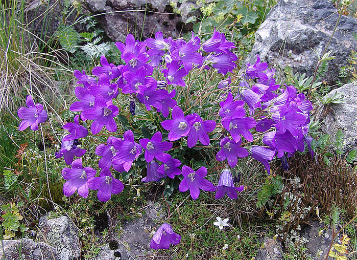 Campanula bellidifolia Adams ( Campanulaceae)    .   .  ,   -,   ,  , 2695  ... 12.08.2011.      /4316166_kolokolchiki1 (700x508, 265Kb)