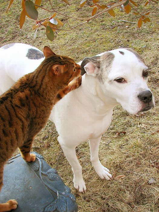 catdog_008 (526x700, 117Kb)