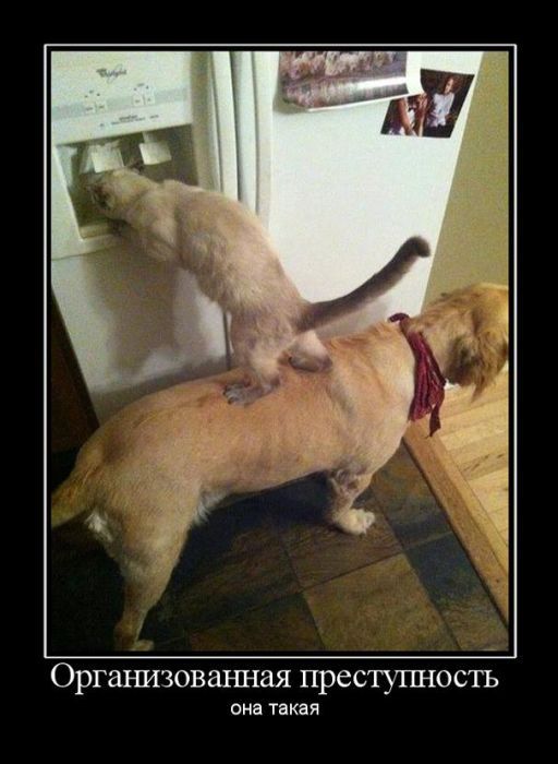 demotivator-016 (512x700, 55Kb)