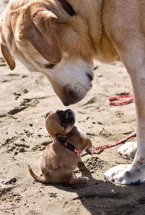 pics_026 (1) (472x700, 78Kb)