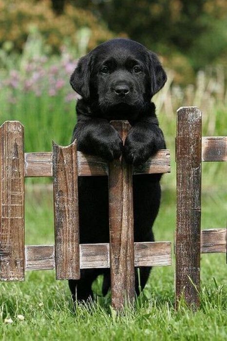pics_050 (1) (466x700, 76Kb)