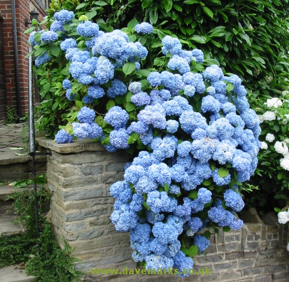 76805504_large_hydrangea_typical_blue_mine (592x578, 323Kb)