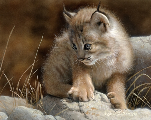 3551389_69921840_Quiet20Contemplation2020Lynx20Kitten20by20Karen20Latham2020small (500x400, 175Kb)