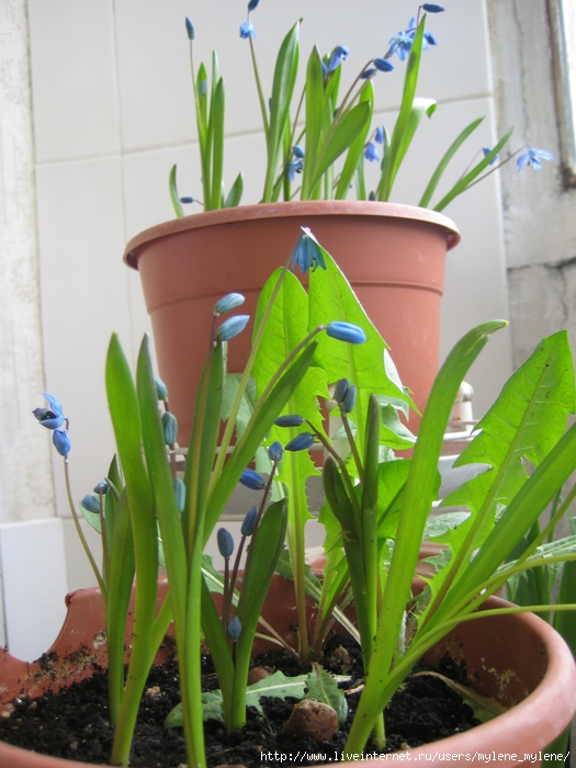 2824467_IMG_3528 (525x700, 286Kb)