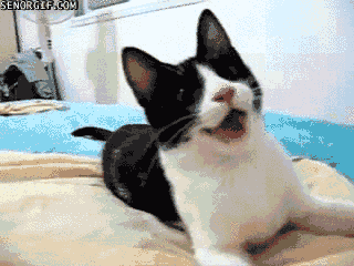 //img0.liveinternet.ru/images/attach/c/5/85/948/85948968_foto42gif_42.gif