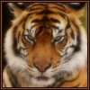 Tiger_ravensilvermoon (100x100, 10Kb)