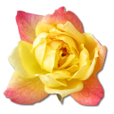 Rose-Yellow-2-icon (128x128, 27Kb)