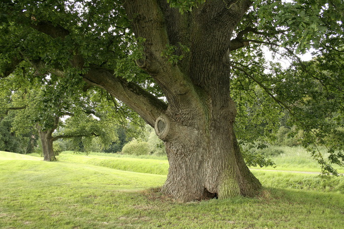 quercus_robur_jpg_d2 (700x466, 182Kb)