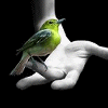 bird (100x100, 4Kb)