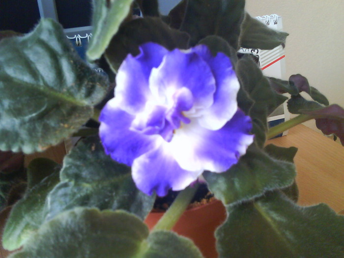 DSC00054 (700x525, 85Kb)