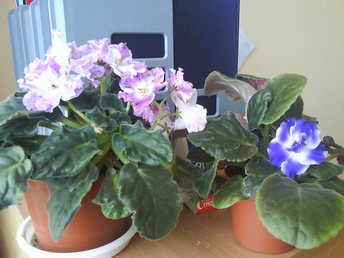 DSC00053 (700x525, 87Kb)