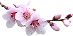 0_7a1ae_4f77172d_S (150x75, 17Kb)