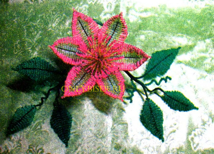 Brosh-Magnoliya-ris (700x506, 144Kb)