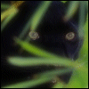 cat (2) (100x100, 8Kb)