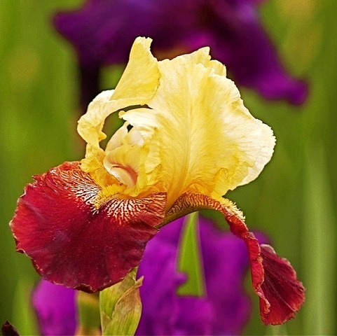 Iris07 (481x480, 61Kb)