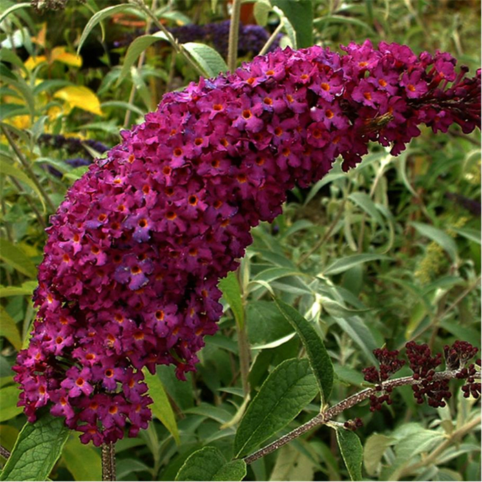 BuddlejaDavidiiRoyalRed_06 (700x700, 621Kb)