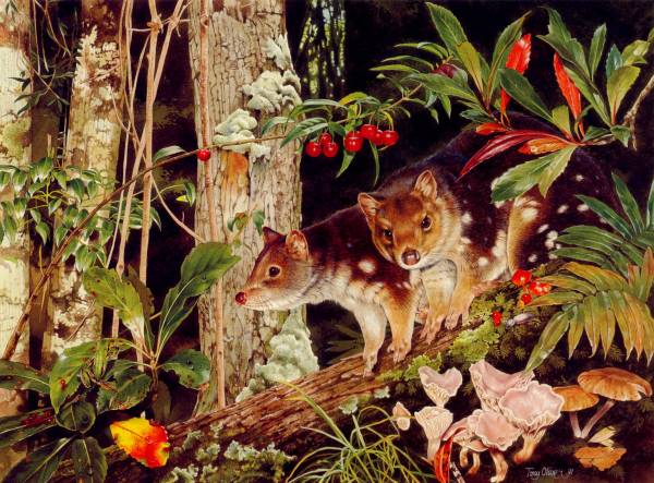 posterlux-oliver_tony-oz_agls093_tony_oliver_spotted_tail_quoll (600x443, 70Kb)
