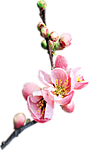 0_7a1de_3a139c8f_S (89x150, 16Kb)
