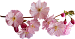 0_7a1c7_6a3fe35_S (150x78, 23Kb)