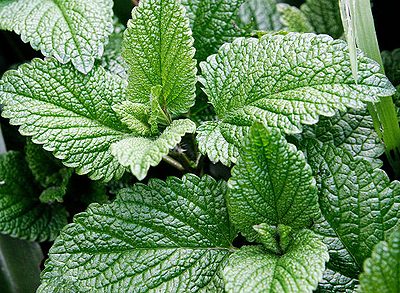 4783955_59828633_mint_leaves (400x293, 69Kb)