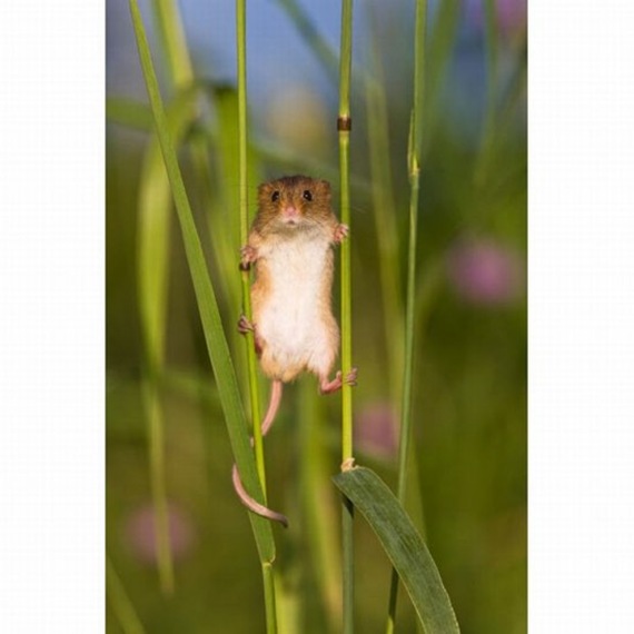 harvestmouse_1_funnypagenet_com (570x570, 49Kb)