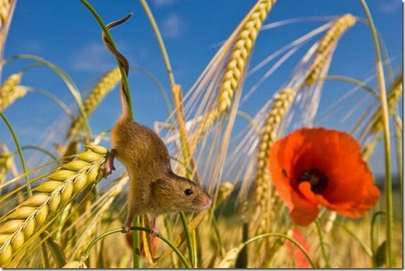 harvestmouse_17_funnypagenet_com (574x384, 69Kb)