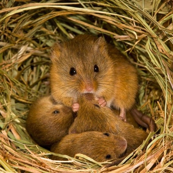 harvestmouse_4_funnypagenet_com (570x570, 126Kb)