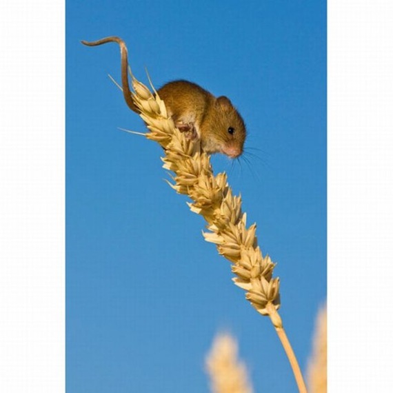 harvestmouse_6_funnypagenet_com (570x570, 47Kb)