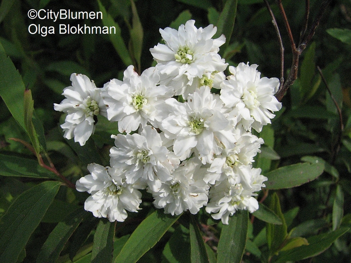 Spiraea sp.1203_8639 (700x525, 314Kb)