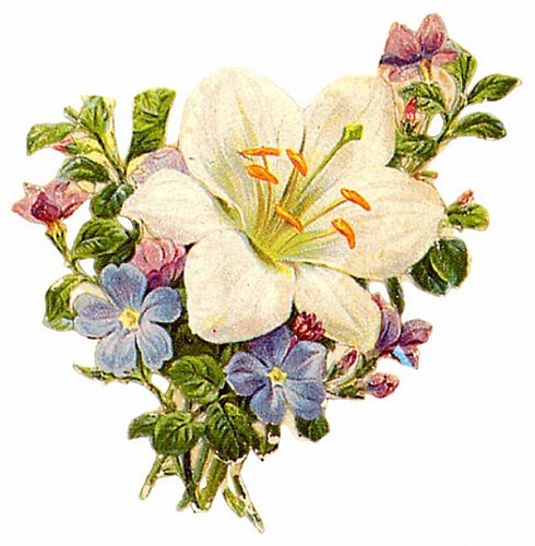 floral_illustrations_sjpg16109 (490x500, 64Kb)