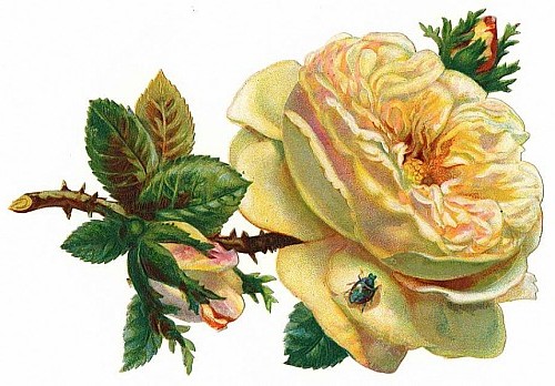 floral_illustrations_sjpg16106 (500x348, 64Kb)