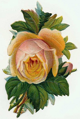 floral_illustrations_sjpg15728 (336x500, 67Kb)