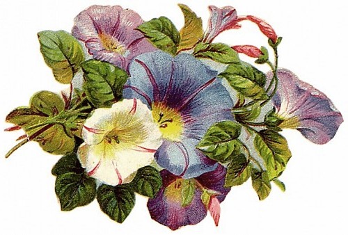 floral_illustrations_sjpg15849 (500x338, 65Kb)