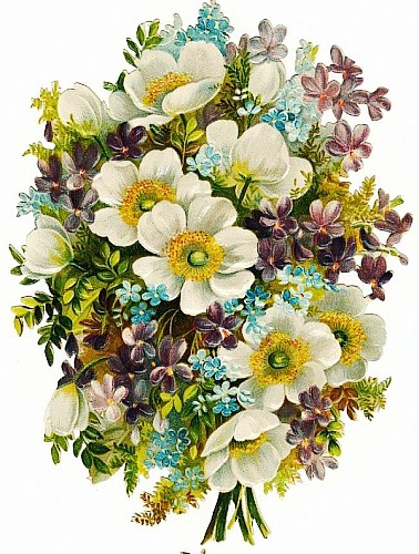 floral_illustrations_sjpg15671 (378x500, 87Kb)