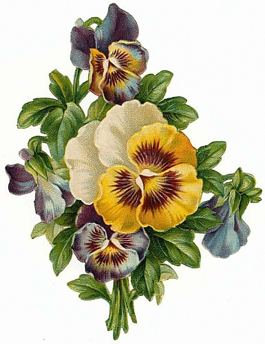 floral_illustrations_sjpg15547 (385x500, 65Kb)